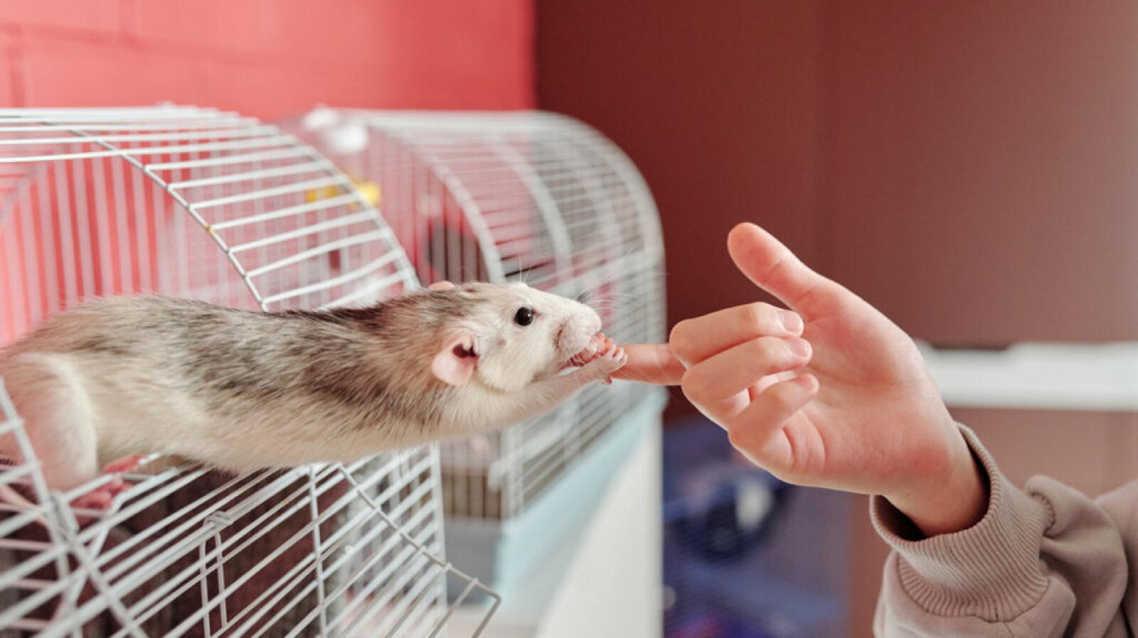 Rat Bites: Rat Bite Fever and More