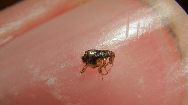 Fleas In Humans Flea Bites on Humans: Pictures, Risks, Treatment, and More