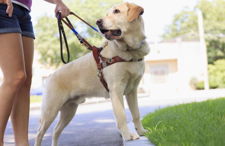 Service dog helping a woman with visual impairment at a curb