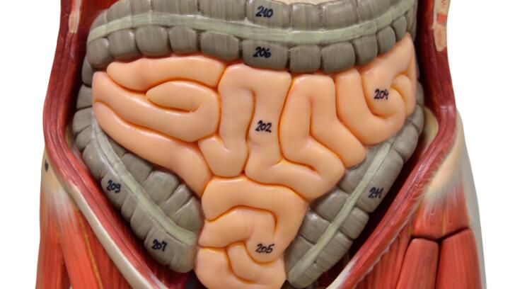 10 Common Digestive Disorders 10 Common Digestive Disorders