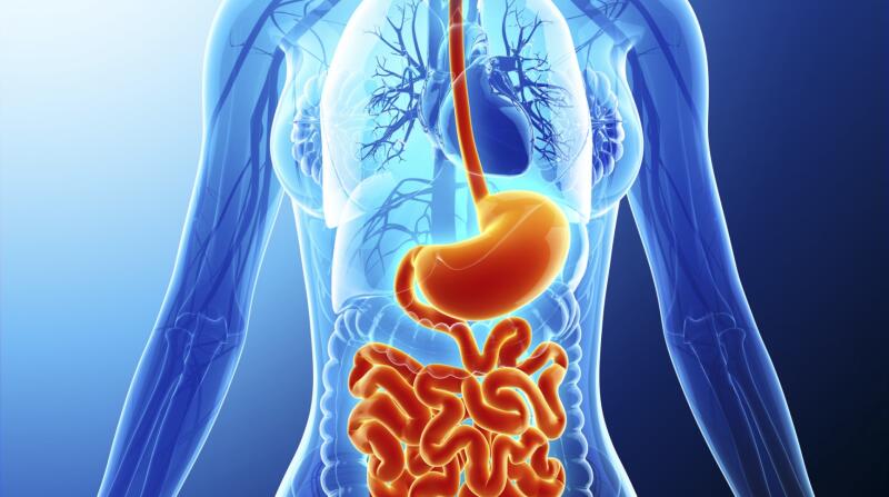 Human digestive system, artwork