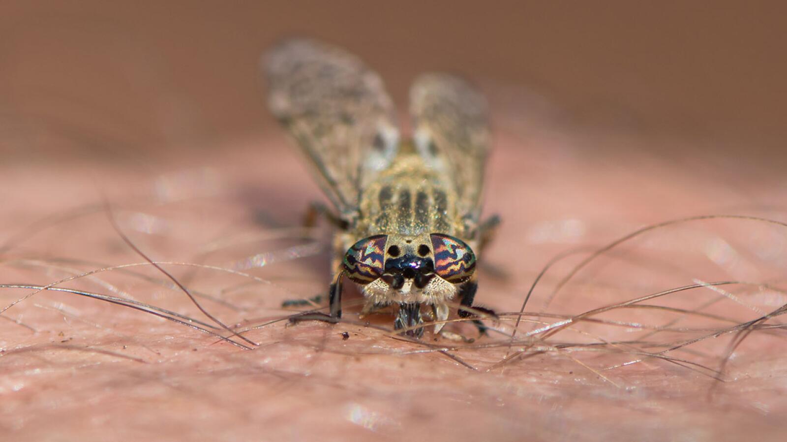 Horsefly Bite Symptoms Pictures Treatment And More horsefly-bite-symptoms-pictures-treatment-and-more