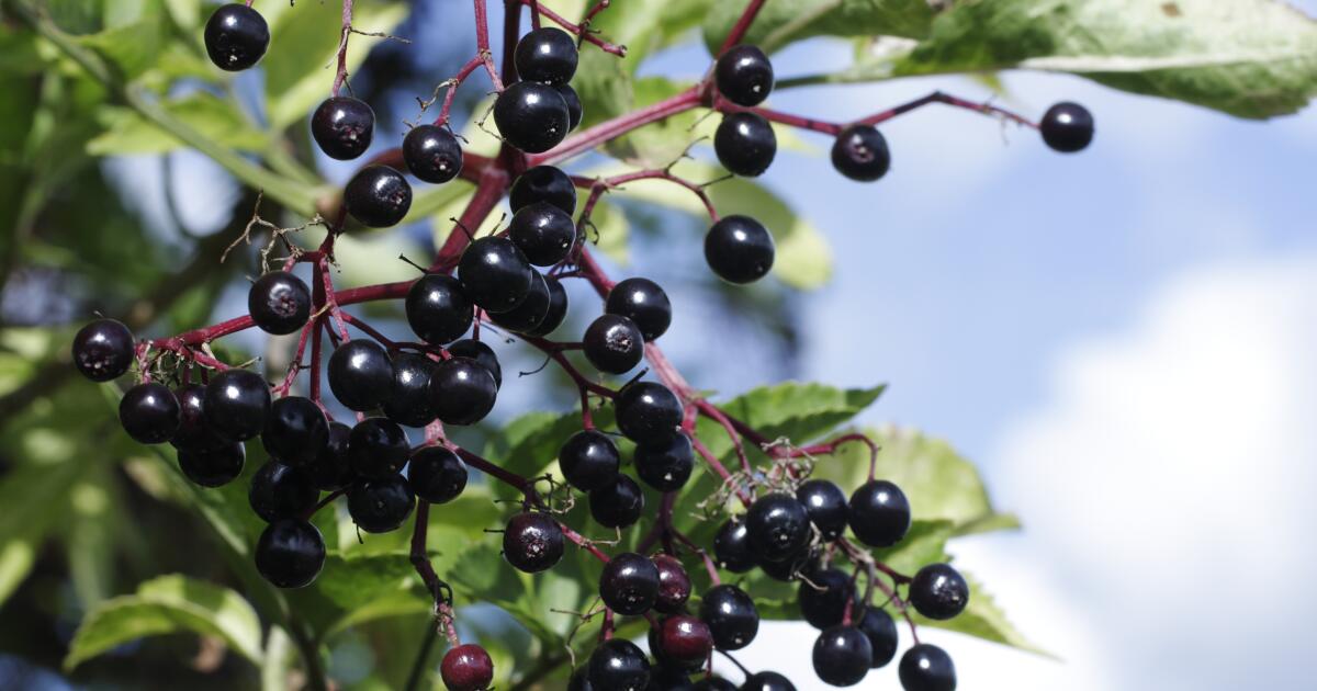 Elderberry Benefits, Risks, Side Effects & Intake