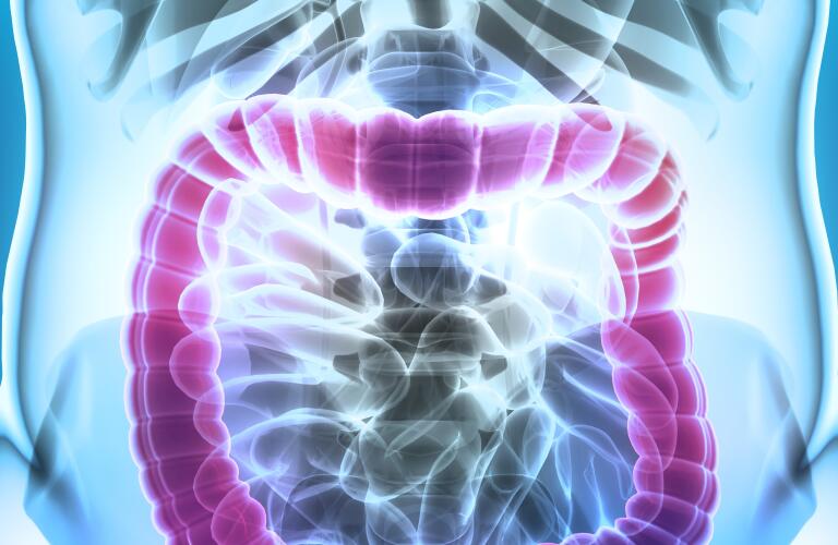 3D-illustration-of-Large-Intestine