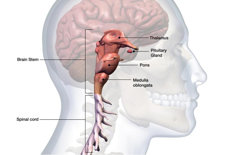 profile of male head with brain stem anatomy labeled, including thalamus, pituitary gland, pons, and medulla oblongata