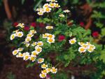 feverfew