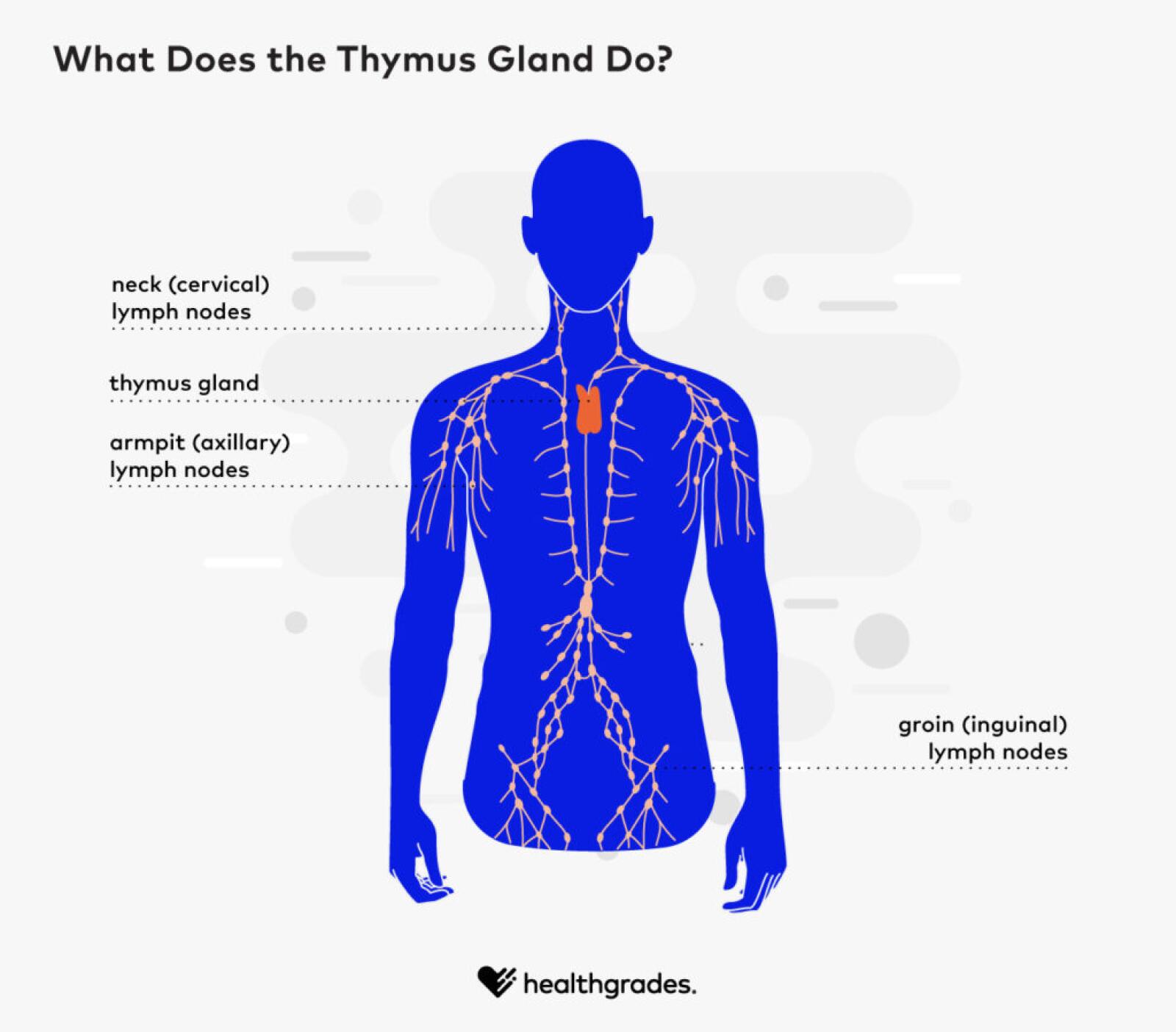 Thymus Gland: Location, Function, Related Conditions