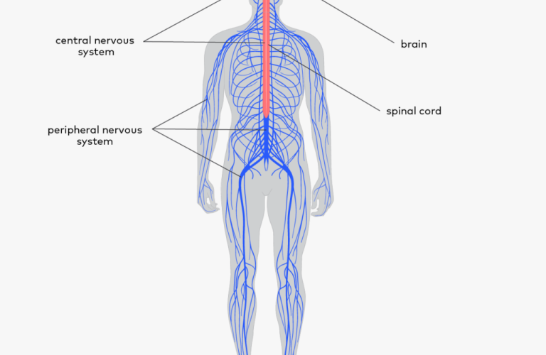 Peripheral Nervous System (PNS): What It Is & Function