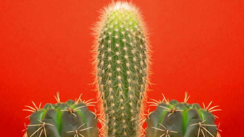 Image of one large and two small cacti against a red background