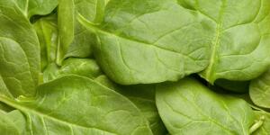 Spinach