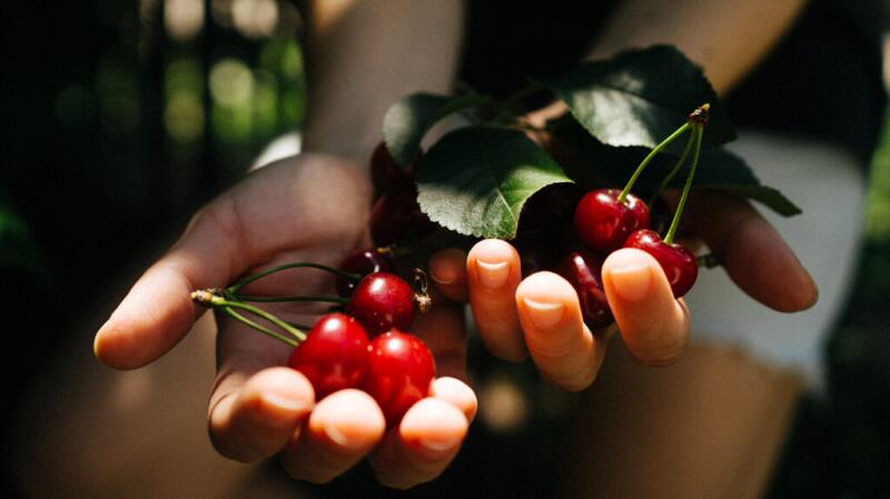 A person holds fresh cherries in their hands with the leaves still attached.