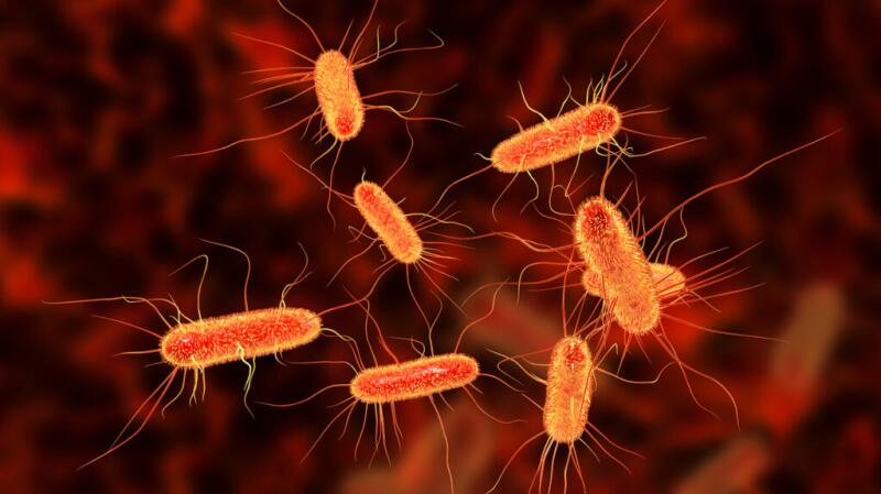 Microscopic image of escherichia coli bacterium
