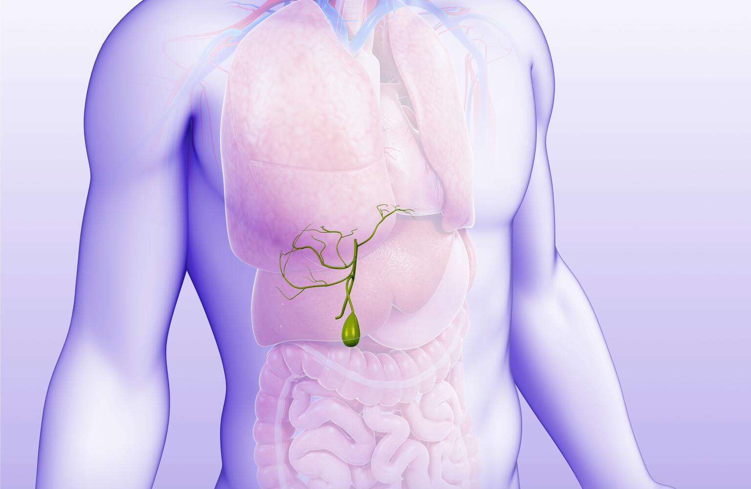 What Is the Gallbladder? | Gallbladder Function & Location