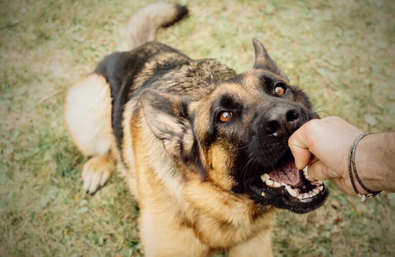German shepherd dog playfully biting man's hand