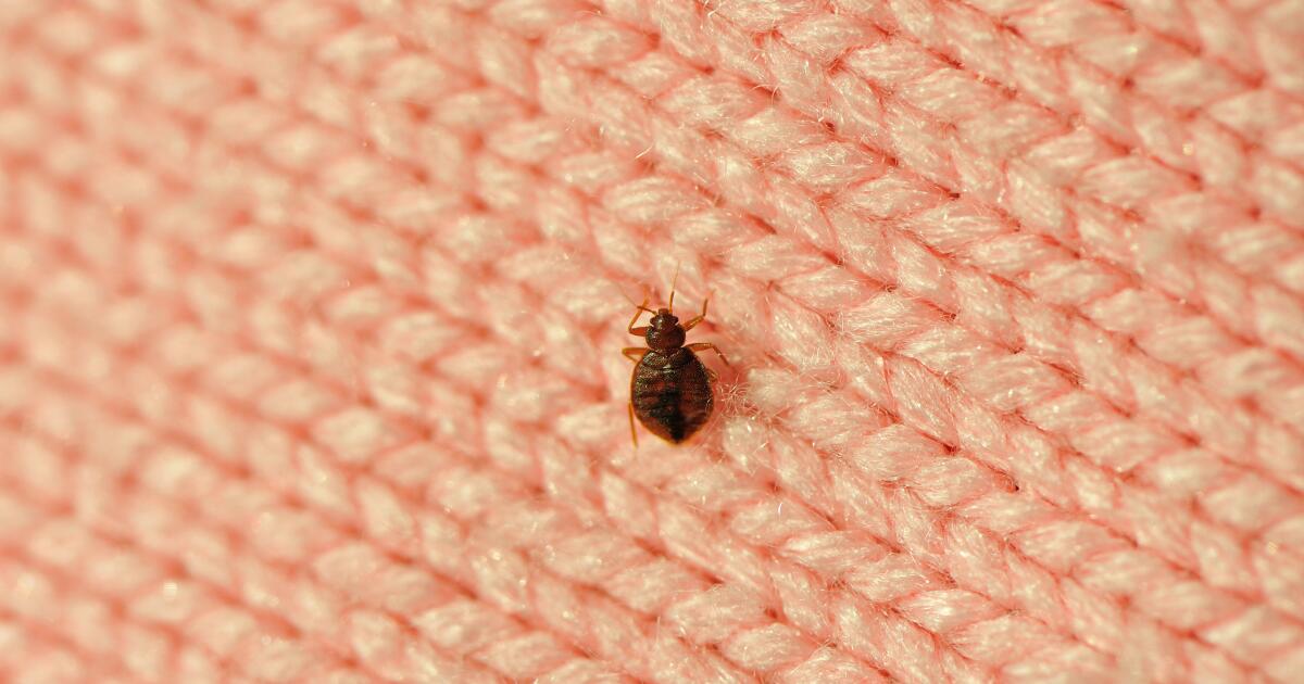 Asthma Bedbugs How Bedbugs Make Asthma Worse