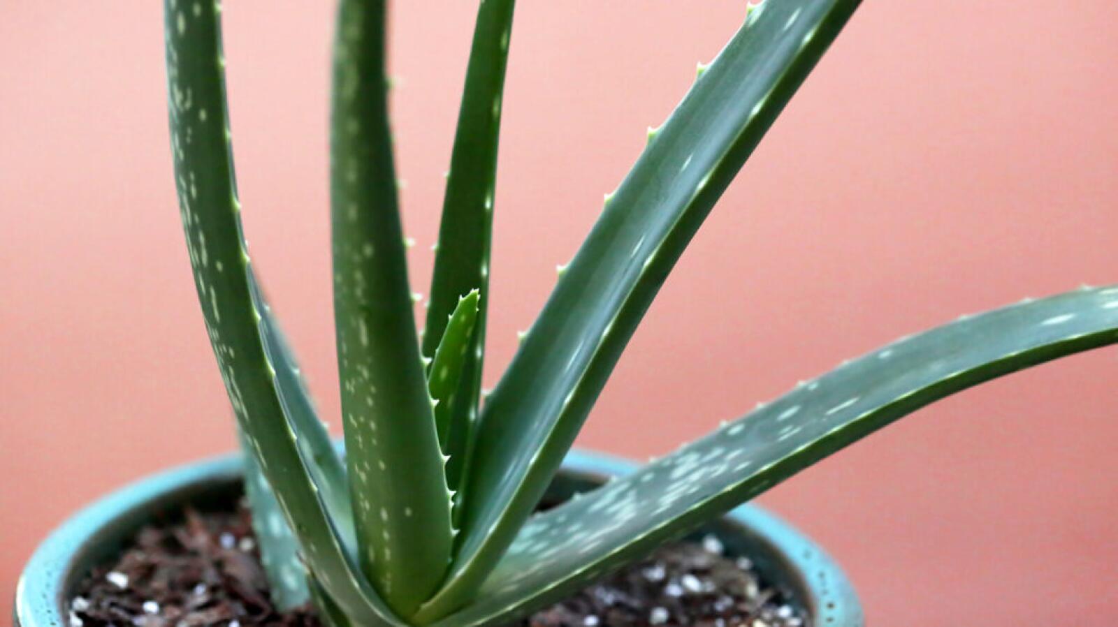 10 Incredible Health Benefits Of Aloe Vera Explained 1011