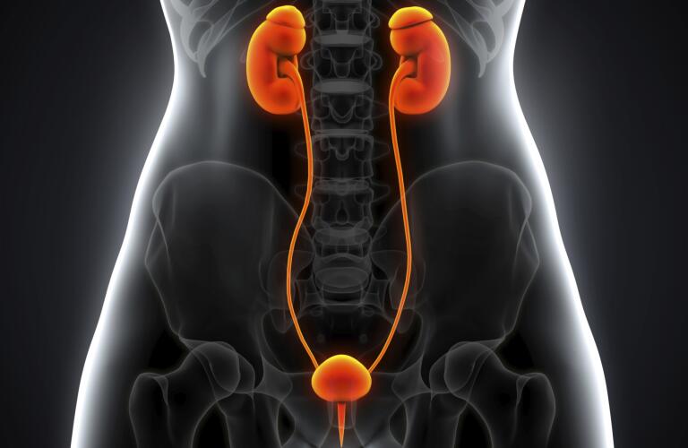 illustration of kidney