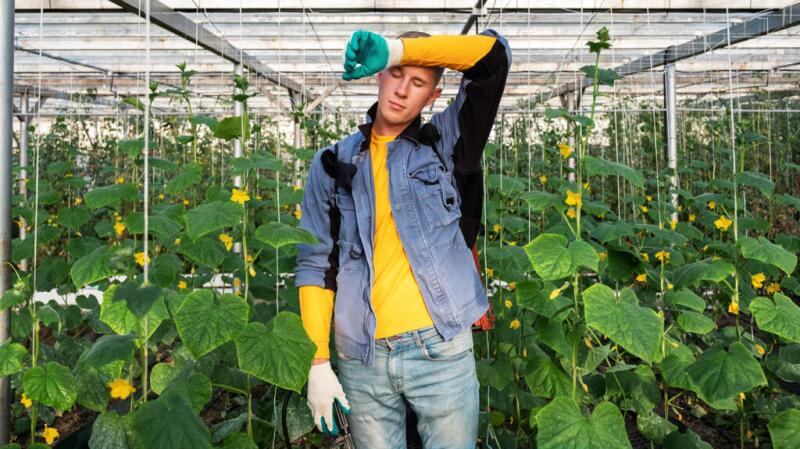 man in hot growing house with hand on head indicating fatigue