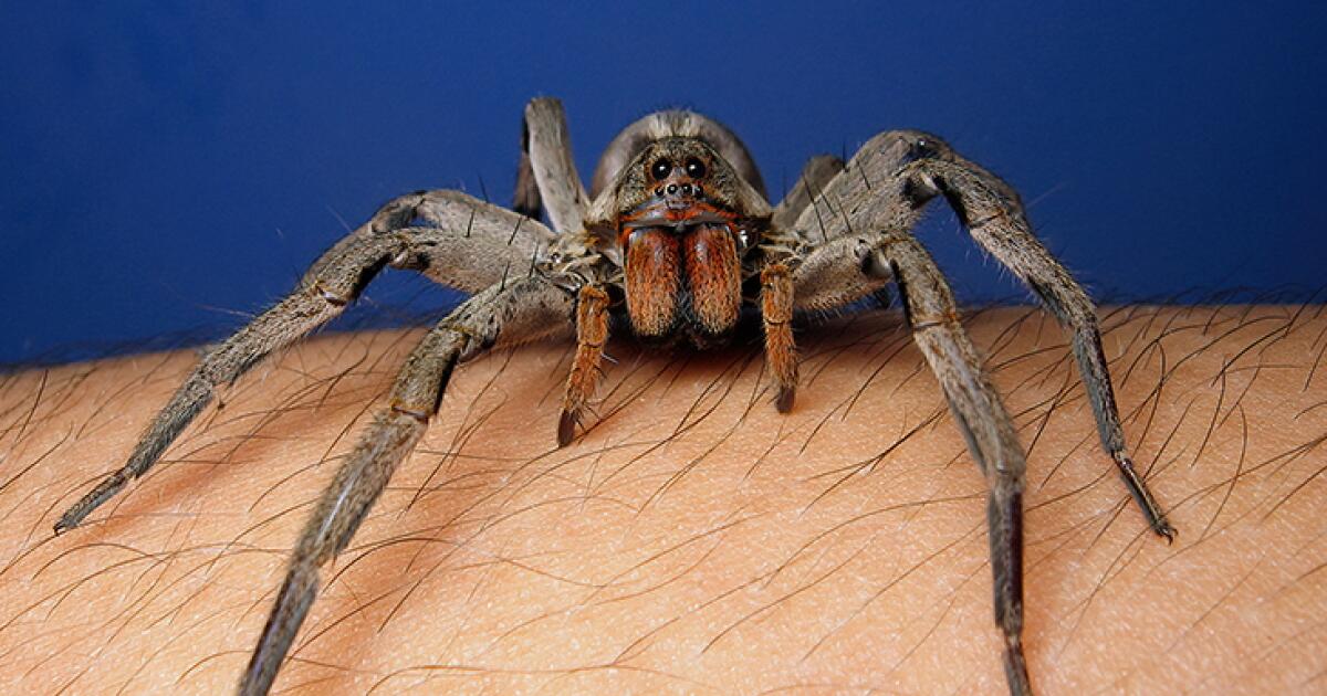Wolf Spider Bite Appearance Symptoms Treatments And More