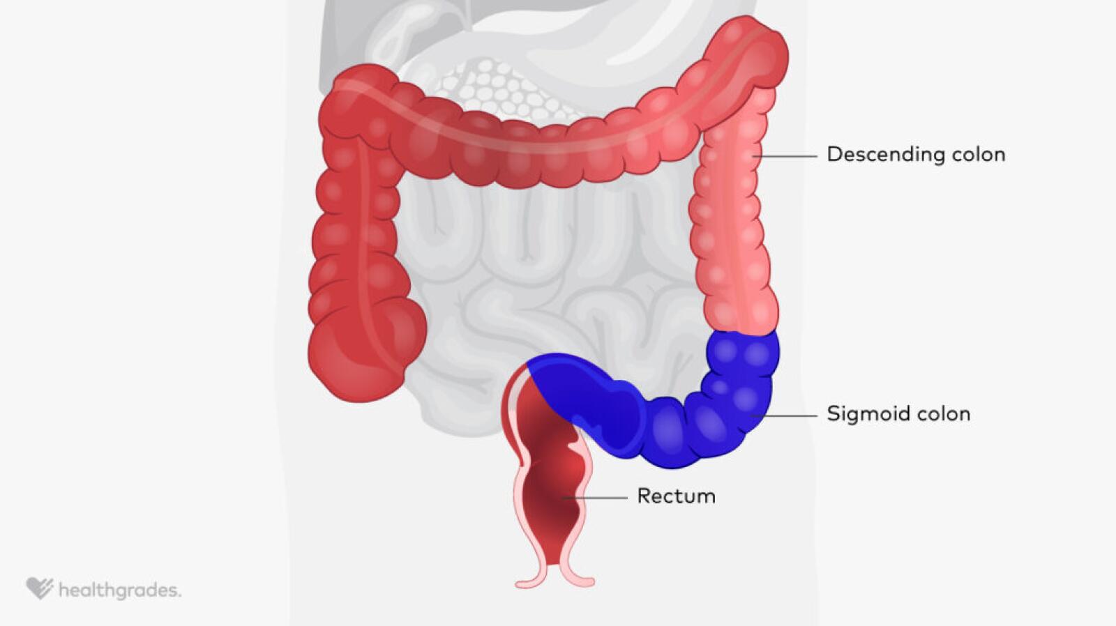 Sigmoid Colon Function And Location 8300