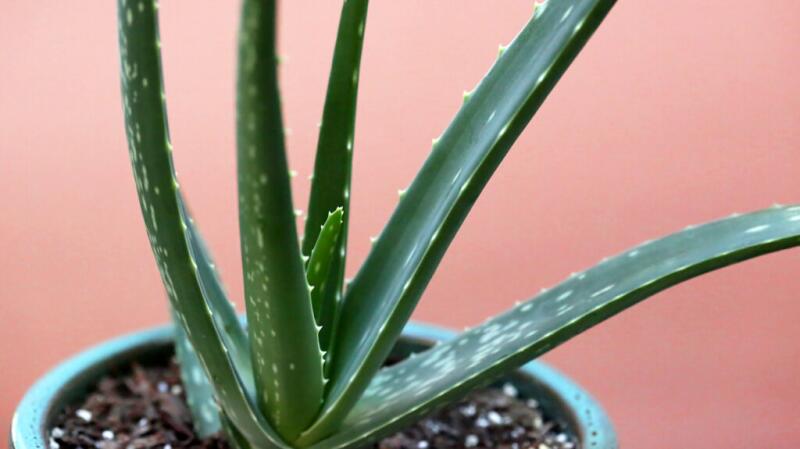 A small aloe vera plant sits in a pot with soil, in front of a plain light pink background.