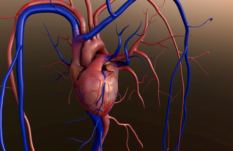 heart