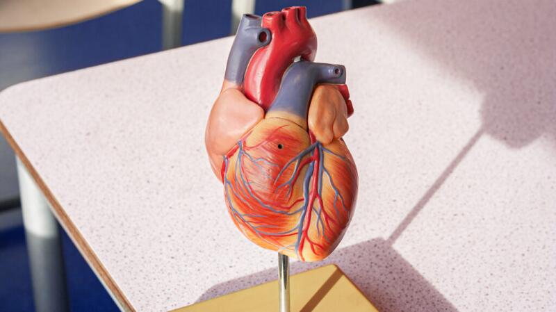 there is a model of a human heart