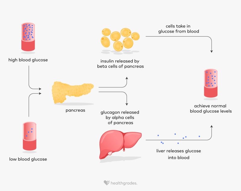 Glucagon: Function and Related Conditions Biology Diagrams
