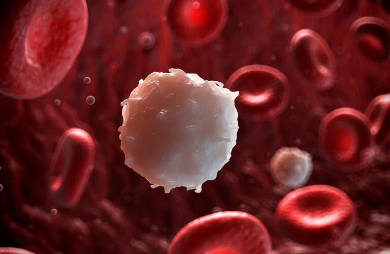 White blood cell, illustration