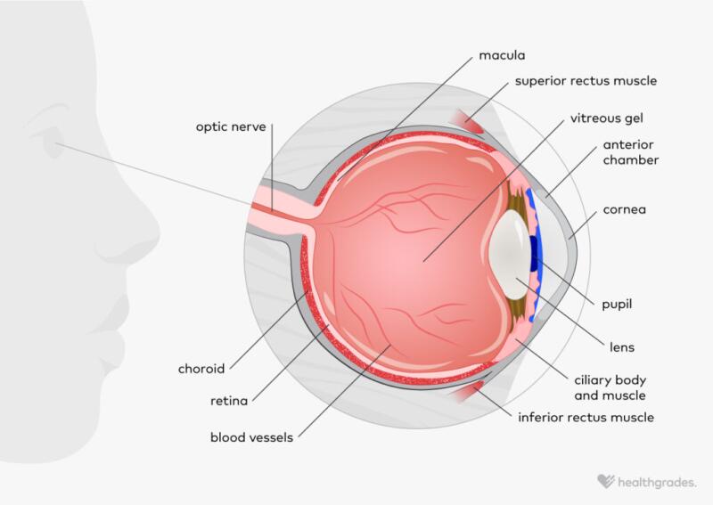 An illustrated diagram of an eye.