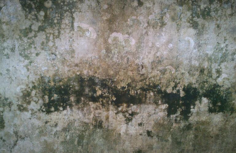 mold-on-wall