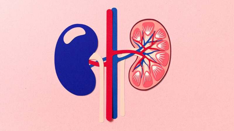 Kidney design on a pink background
