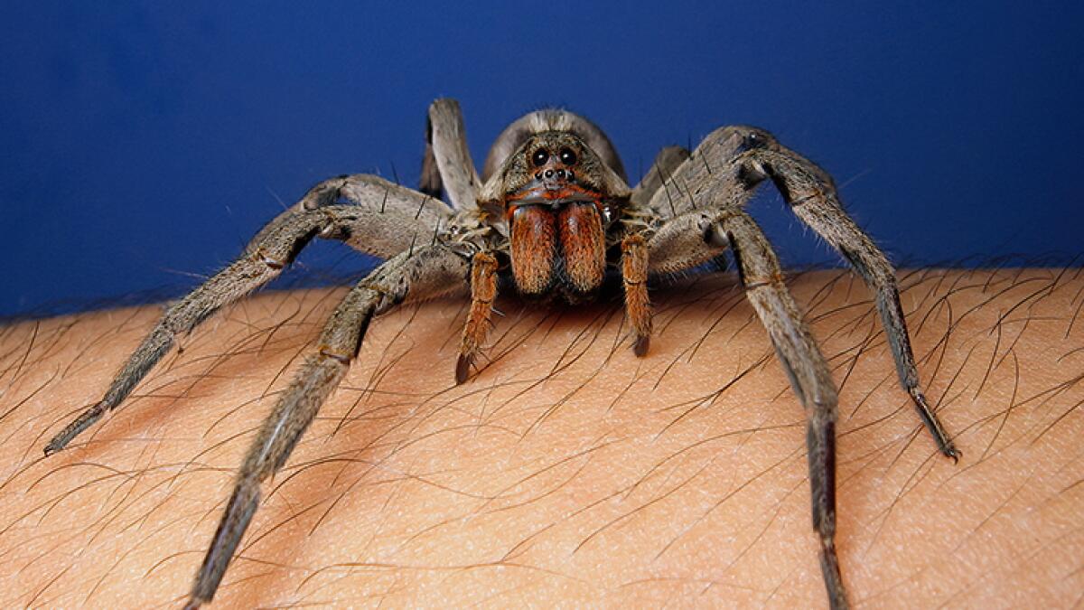 Wolf Spider Bite - Everything You Need to Know in 2023 w Pictures