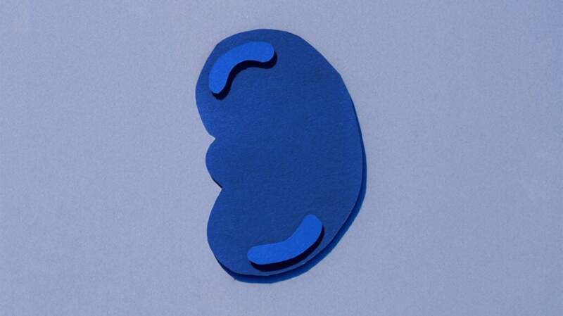 One Kidney Can You Live with One Kidney? Effects and Protection