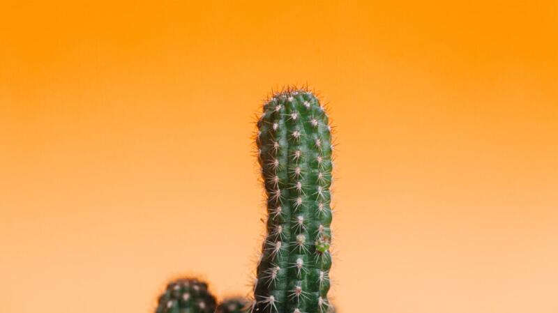 Image of a cactus against an orange background