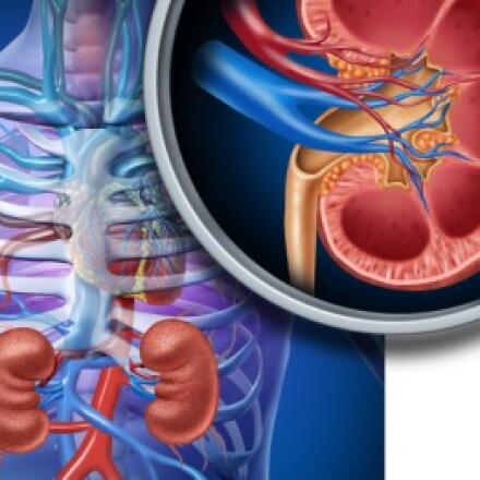 Learn about Nephrectomy. View Risks, prognosis, videos and what to expect when considering this procedure.