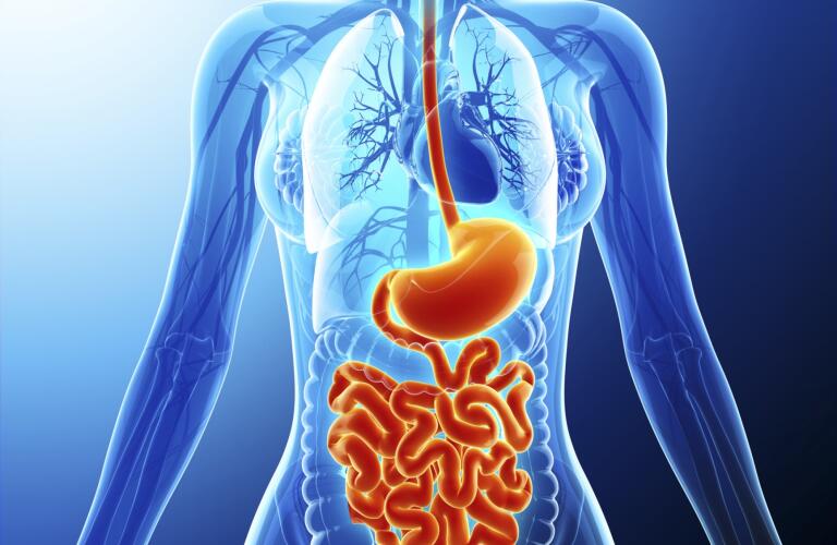 Human digestive system, artwork