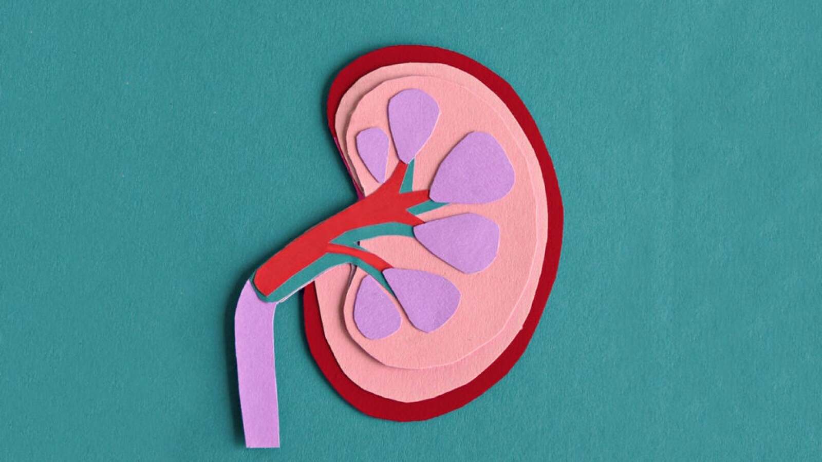 Stage 3 Kidney Disease Symptoms Causes Treatments Stage 3 kidney disease symptoms causes treatments