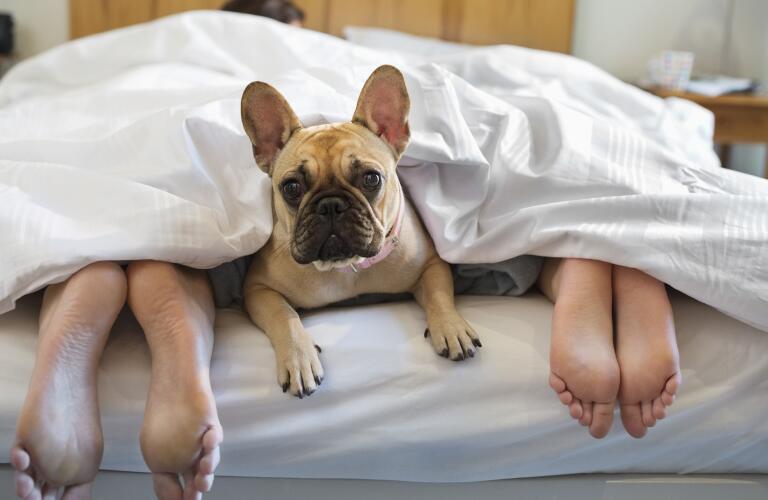 Dog in bed with owners