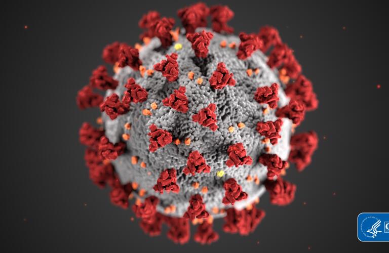 illustration of coronavirus, image credit Alissa Eckert and Dan Higgins from the Centers for Disease Control and Prevention