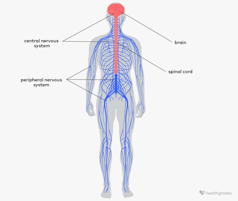 Peripheral Nervous System Pictures