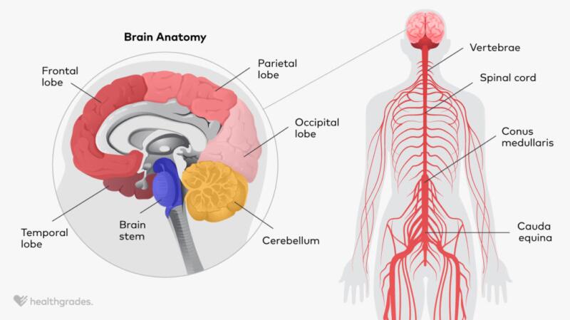 nervous system spinal cord diagram