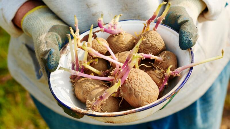 A person holds a dish of whole potatoes still with roots.