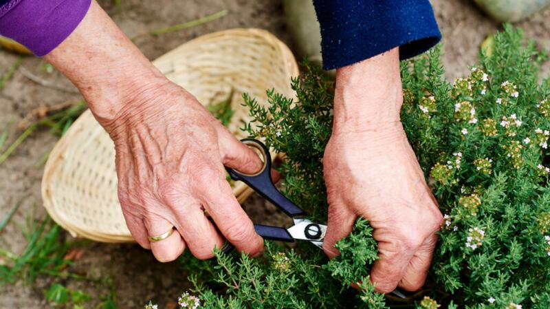 Hands gardening