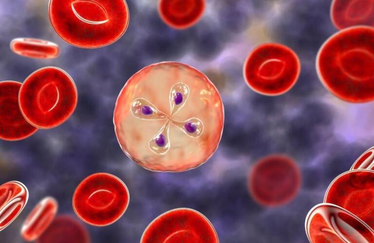 CDC Report Describes Recent Trends in Prevalence of Babesiosis