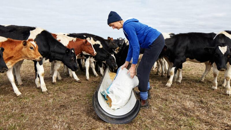 A person is feeding cows.