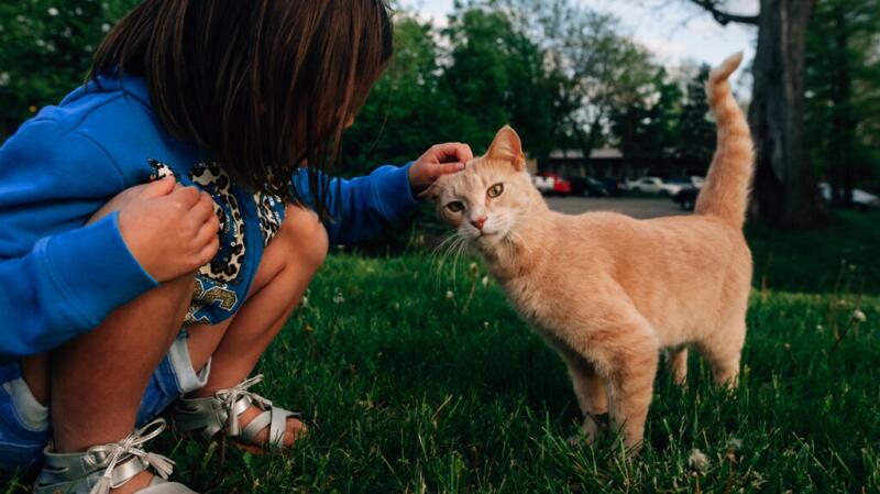 Young child petting cat outdoors