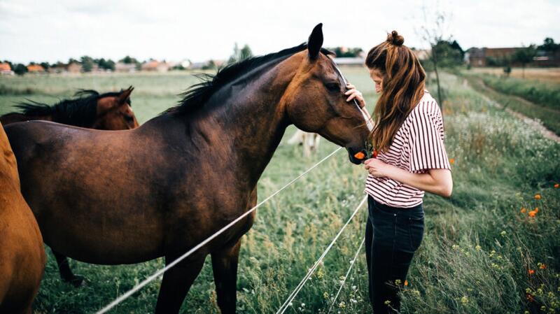 A person stands in a field and strokes the head of a horse.