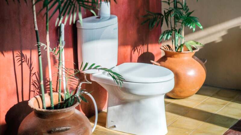 there is a toilet next to some house plants
