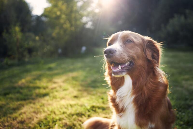 Portrait Of Happy Dog In The Countryside. Nova Scotia Duck Tolling Retriever On Meadow At Sunset.